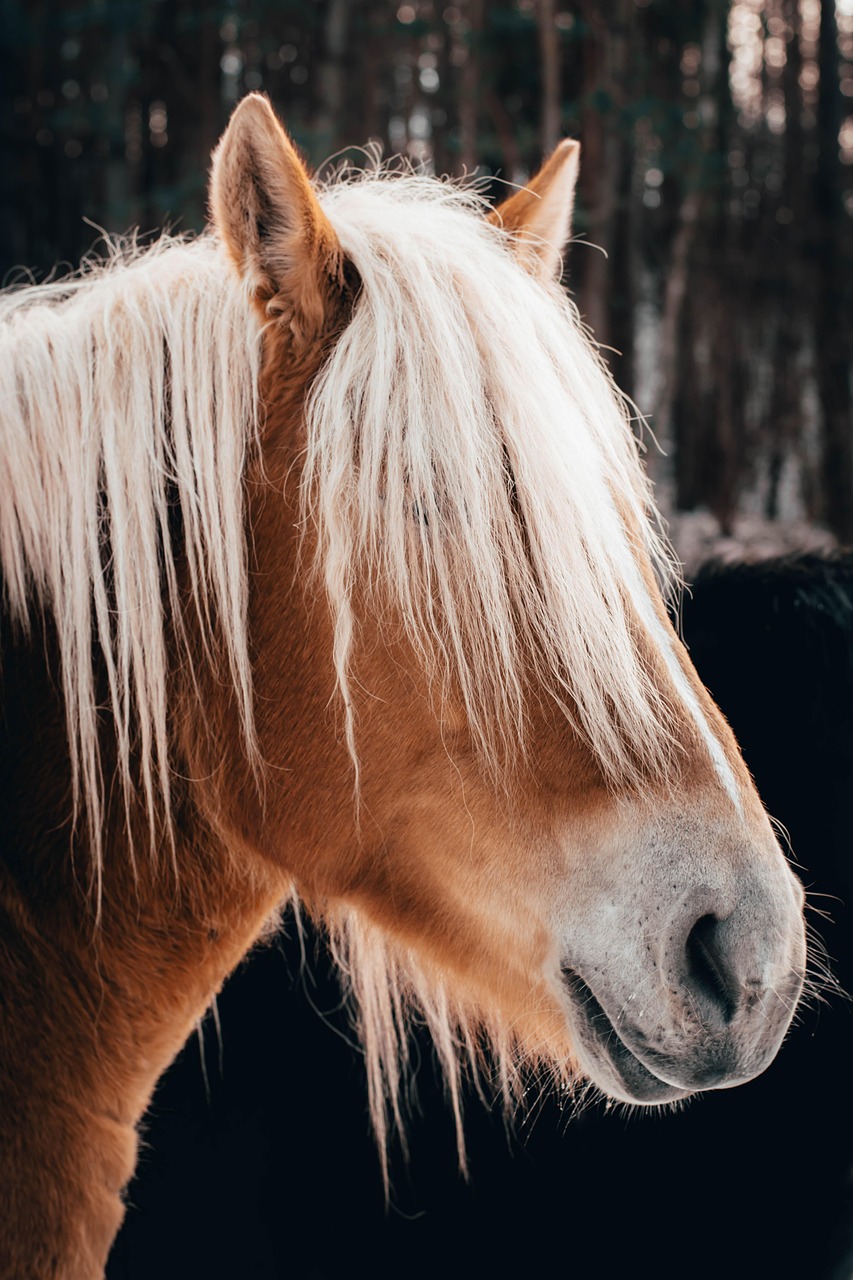 電話占いで当たると評判の安いサービスはどこですか？